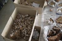 In einem Karton lagen zahlreiche Einzeltesserae.